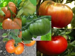 20 graines de TOMATES ANANAS BIO. Variété tardive, produisant de très grosses tomates charnues (240 à 400g). 20...