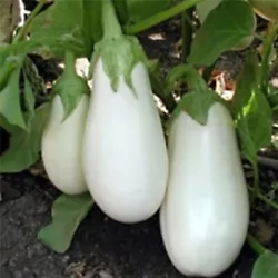 L’aubergine blanche peut être cultivée dans toutes les régions de France. Les conseils de culture seront joints à...