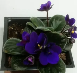 Cobalt Blue / PURPLE African Violet 1 Live Starter Plant - 4