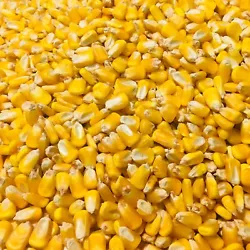 High Quality Whole Kernel Shelled Corn. For Small Animals Chickens Deer Etc And Arts Crafts & Cornhole Bags.