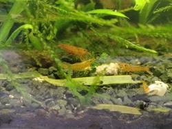 Lot de 12 Crevette aquarium caridina tangerine tiger sol neutre, eau du robinet.