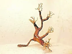 Idéale pour aquascaping nano aquarium jungle et autres bacs a crevettes. splendide racine bonsai araignee mangrove....