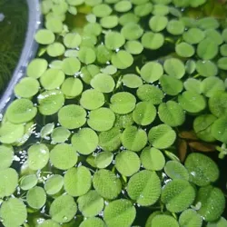 Salvinia auriculata plante flottante.