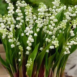 Lily of the valley flowers usually open in hues of purest white, although there are pink lily of the valley varieties....