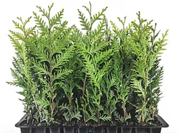 Order now for the best large hedging plants you can grow. The Thuja Green Giant is the perfect fast growing evergreen...