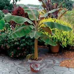 Young plants have maroon or purple blotches on their leaves but quickly lose them as they mature.