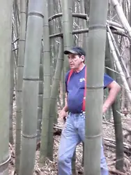 This is a very hardy bamboo that can handle temperatures below 0 degrees. This beautiful bamboo originated in China,...