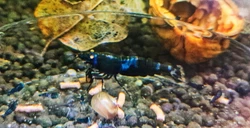 La Black Lapis est une crevette à la robe noire intense, certaine dentre elles ont la robe parsemée de tâche...
