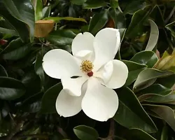Commonly known as Southern Magnolia or Bull Bay, one of the oldest known variety of trees. A classic tree in any...