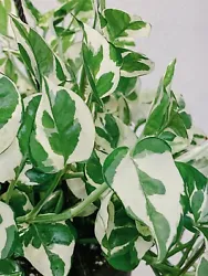 Pothos Pearls and Jade - 3 Cuttings - Devil’s Ivy Indoor House Plant Variegated.