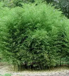 Phyllostachys bissetti. David Bisset Bamboo. Hardy from zone 5 and higher and down here in Florida, it readily accepts...