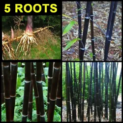 ⛔Plant all the roots in a pot filled with organic manure. How to grow this roots. ⛔black bambo 3 roots.
