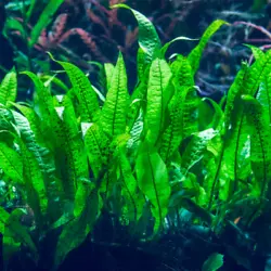 Microsorium fougère de Java verte plante aquarium vendu en touffe a placer sur du bois et rocher cest une plante très...
