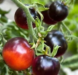 Tomate Cerise BLACK CHERRY. Autre nom : tomate cerise noire. Mode de culture : semis en mars-avril en intérieur dans...
