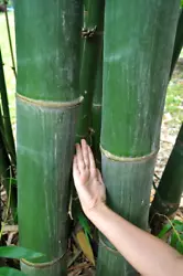 This is a giant tropical and subtropical clumping species native to Southern China and Taiwan. This bamboo has sweet...