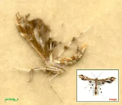 GEINA PERISCELIDACTYLUS ( pterophoridae - pterophorinae ), Fitch 1854 – U.S.A., Missouri. GEINA PERISCELIDACTYLUS (...