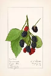 These fruit and nuts illustrations were created from 1886–1942 with 7,584 watercolor paintings. PAPER - Inkpress...