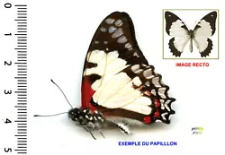GRAPHIUM ENDOCHUS (papilionidae), Boisduval 1836 – Madagascar. - Qualité descriptive et aspect : voir scan.La...