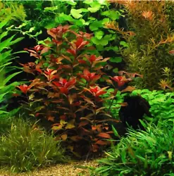Ludwigia repens rubin SUPER Rouges plante daquarium vendu par lot de 7 tiges de 10 à 20 centimètres. Dautre part u n...