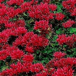 “STONECROP SEDUM – DRAGON’S BLOOD” IS A LOW-GROWING PERENNIAL THAT YOU’RE SURE TO LOVE! NOT ONLY IS IT...