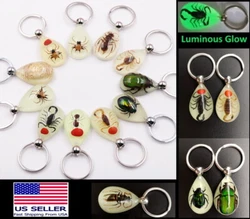 It is also practically unbreakable. The insect you will get is real and one of a kind. They are luminous and will Glow...