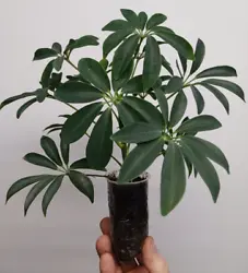 This is a sale for 1 Umbrella Tree Starter Plant. All plants are healthy and rooted. I have to adhere to this policy...