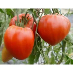 La tomate cœur de bœuf est une variété ancienne productive. La tomate « cuor di bue » possède une forte teneur...