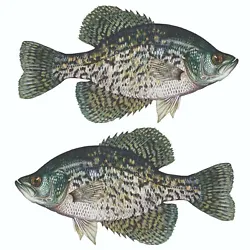 Black Crappie Sticker / Decal / Bumper Sticker. Printed on High Grade Premium Vinyl and Gloss Laminated for a longer...