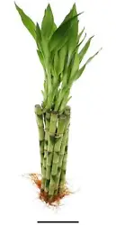 Lucky Bamboo and Chinese Traditions According to Chinese traditions, the significance of lucky bamboo is tied to how...