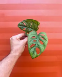 MONSTERA ADANSONII Swiss Cheese Cutting | Indoor/Outdoor Live Tropical House plant | Easy Care Starter Plant. The Swiss...