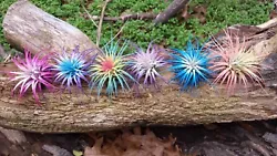 6 colorized tillandsia ionantha. Happy Colors !! You will recieve 1 of each of the plants as shown in the photo .A...