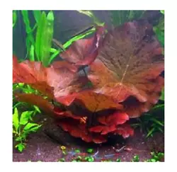 Lotus tiger red/rouge nenuphar plante aquarium de 3/5 cm avec 3/4 feuille pour aquarium. Un aquarium bien garni stimule...