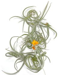 These gorgeous orange flowering tillandsia air plants are super low maintenance and beautiful. These plants are fast...