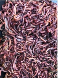 The mighty red wiggler may be used as a bait worm for smaller fish or as a protein source for chickens and reptiles....