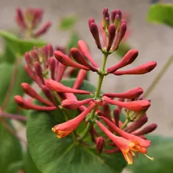 Dropmore Scarlet will fit perfectly into any garden design and size. You will get a Orange Red Honeysuckle...