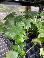 Its main appeal is the large, glossy, deep green leaves that can provide a primary accent in a larger room, or anchor a...