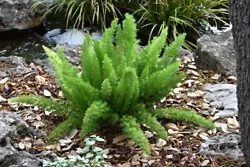 Foxtail Fern Live Plants~Asparagus Densiflorus Myers~2 plants per order. Plants will be ship out bare roots with some...