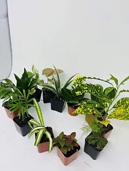 You will receive 5 different terrarium plants growing in 2