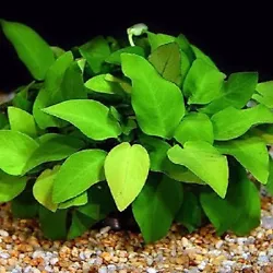 Anubias barteri var. nana: Petite plante séduisante, qui pousse dans tous milieux. Croissance lente, feuilles pouvant...