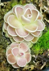 The plant for sale is like the last four photos. This species is easy to grow and suitable for beginners. This is a...