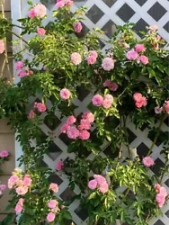 This climbing rose is known as Caldwell pink. Its beautiful double pink flowers form clusters that can be seen from a...