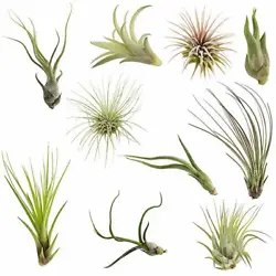 Air plants are a very easy houseplant for beginners. Minimal care, pet and kid safe, long lasting. Perfect indoor...