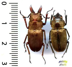 PROSOPOCOILUS SERICEUS SERICEUS ♂ and ♀ (lucanidae),Westwood 1844 – Indonesia, Sumatra. PROSOPOCOILUS SERICEUS...