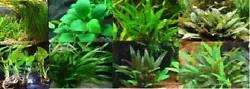 5 vallisneria spiralis plante aquarium facile (#260488459996) 1,99 EUR Afficher lobjet. echinodorus bleheri x 2 plante...