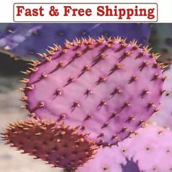 Opuntia violacea (Santa Rita Purple Prickly Pear). When ordering, be mindful that living cactus can freeze. Great for...