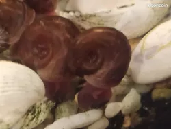 Ce sont des planorbes marrons, des escargots deau douce. Ils nettoient votre aquarium et mangent les déchets, sans...