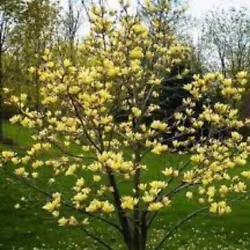 Upright, conical to pyramidal deciduous tree. Green foliage turns golden-brown in fall. Each bloom counts up to six...