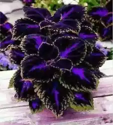 Coleus seeds need light and warmth to germinate. Sow seeds on top of damp soil or seed starting mix, press them gently...