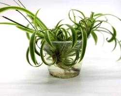 The size of our plants will be between 2