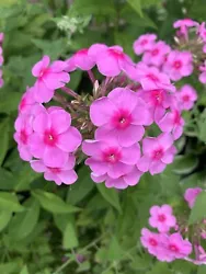 Loved by the butterflies and bees. So very fragrant.the wonderful scent graces the garden. Tall Phlox grow to 3 feet in...